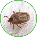Hannan Environmental Services - Pest Library - Ticks Hannan Environmental Services - Pest Library - Ticks