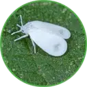 Hannan Environmental Services - Pest Library - Whiteflies Hannan Environmental Services - Pest Library - Whiteflies
