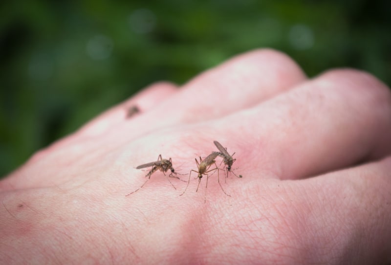 Hannan Environmental Services - Mosquitoes and Dengue Fever