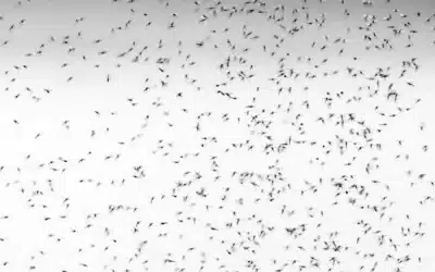 All About Mosquitoes and Dengue Fever