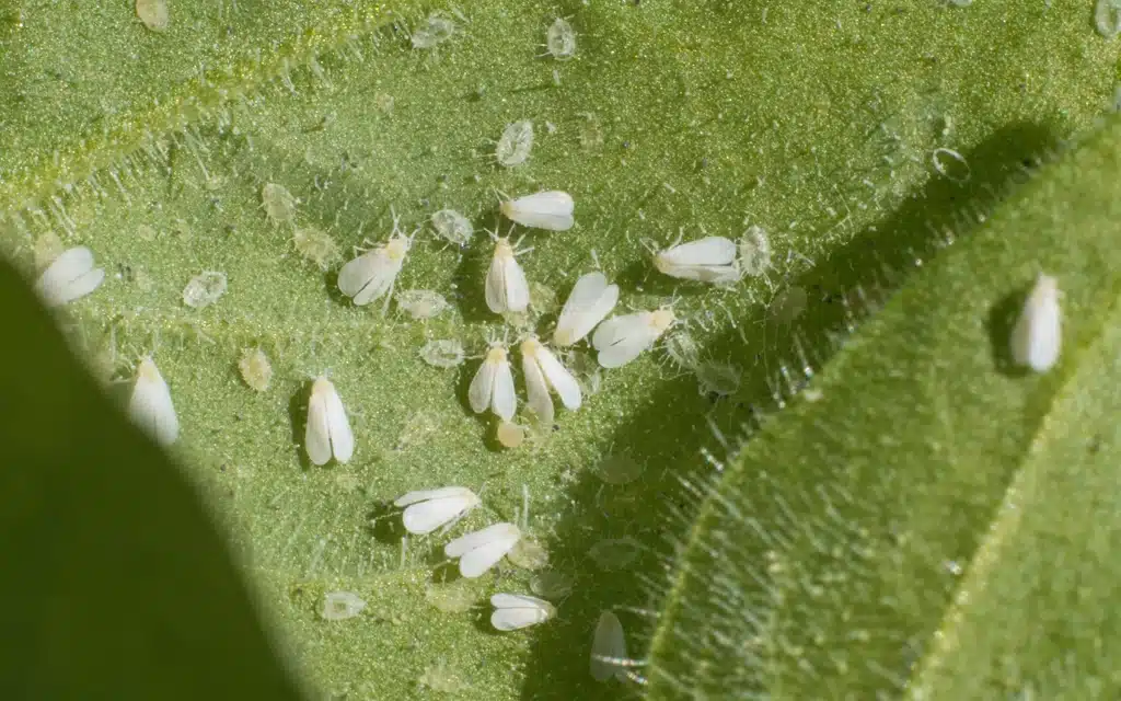 hannan_environmental_whiteflies Hannan Environmental Services - Pest Library - Whiteflies