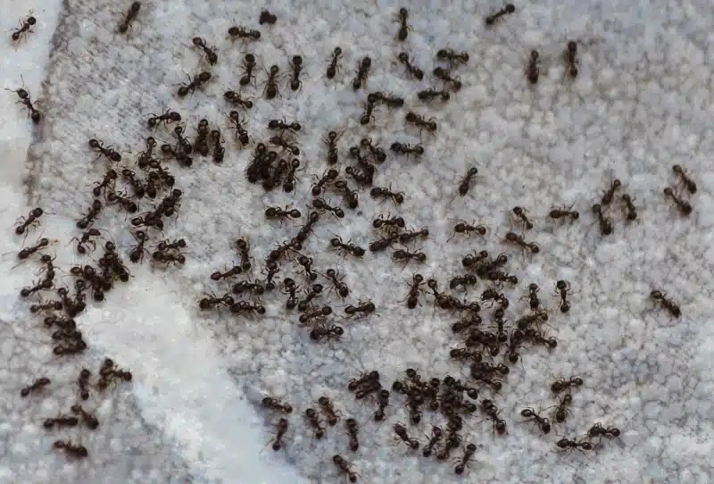 Common Insects in Florida