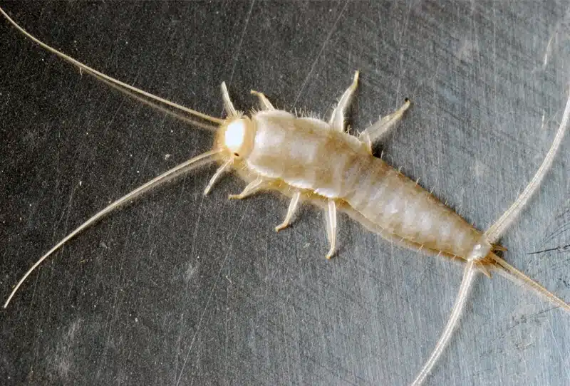 Hannan Environmenal Services - Got Silverfish? What are they exactly?