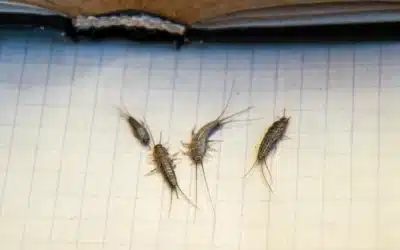 Got Silverfish? What are they exactly?