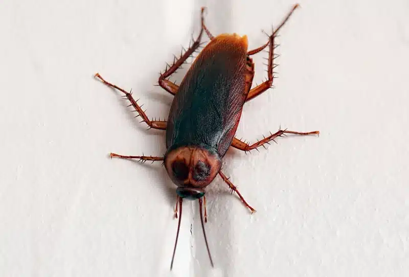 Scary Facts About Florida Pests - Hannan Environmental Services