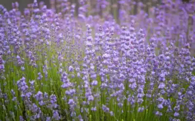 Natural Plants That Repel Bugs in South Florida