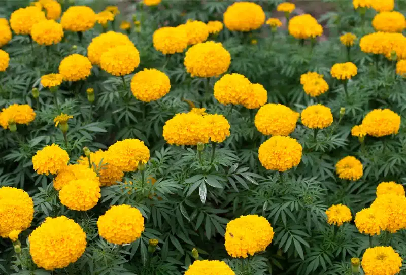 Natural Plants That Repel Bugs - Hannan Environmental Services