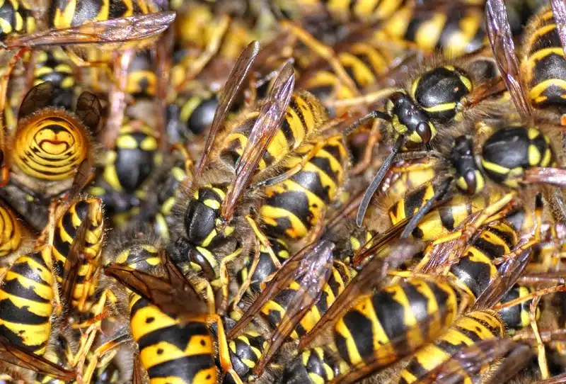 The Hidden Dangers of Pests: Health Risks and Safety Concerns