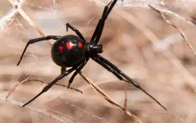 The Most Dangerous Spiders in Florida