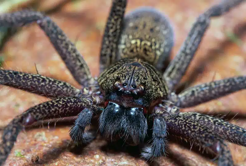 The Most Dangerous Spiders in Florida