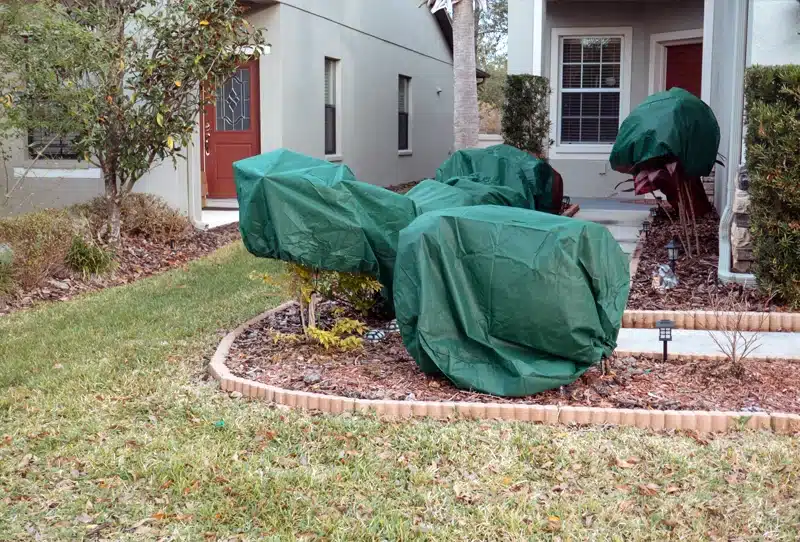 How Lawns and Shrubs Handle Cold Weather in Florida