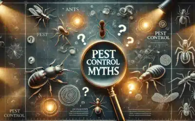 Myths About Bugs in Florida What You Need to Know
