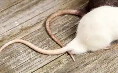 Winter Brings Unwanted Wildlife Indoors in Florida