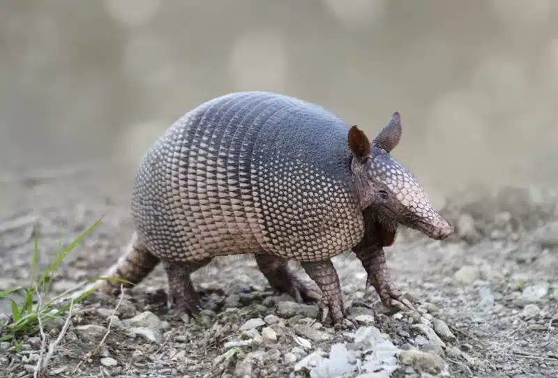 Winter Brings Unwanted Wildlife Indoors in Florida