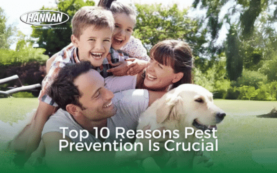 Top 10 Reasons Pest Prevention Is Crucial