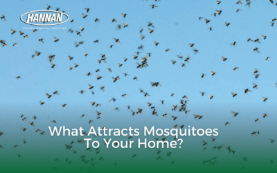 What Attracts Mosquitoes to Your Home?