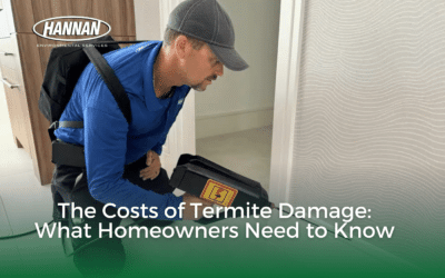 The Costs of Termite Damage: What Homeowners Need to Know