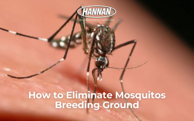 How to Eliminate Mosquitoes Breeding Ground