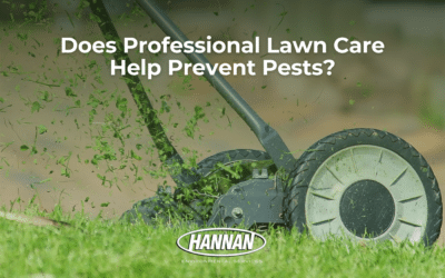 Does Professional Lawn Care Help Prevent Pests?