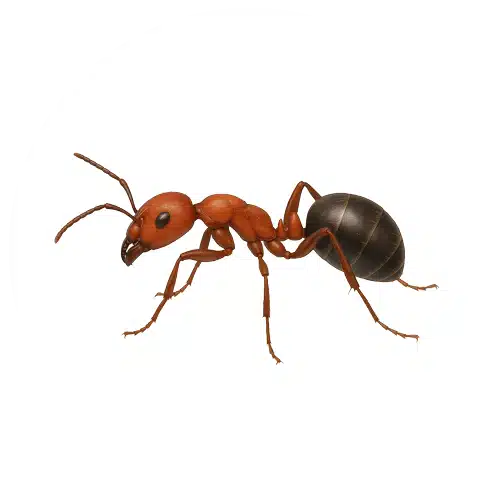 Allegheny Mound Ant Allegheny Mound Ant