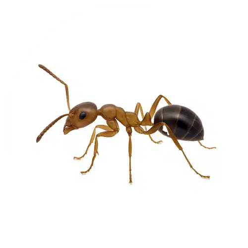 Argentine Ant Argentine Ant