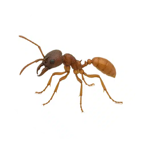 Army Ant Army Ant