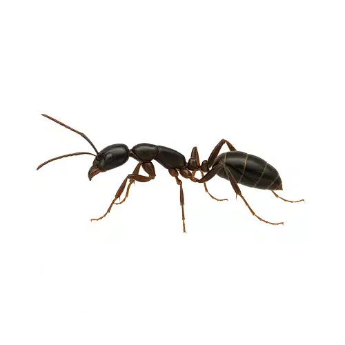 Asian Needle Ant Asian Needle Ant