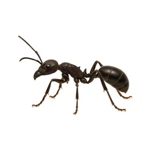 Bullet Ant Bullet Ant