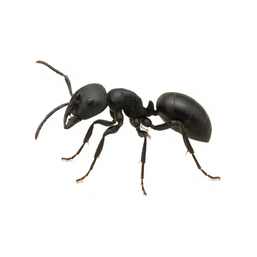 Carpenter Ant Carpenter Ant