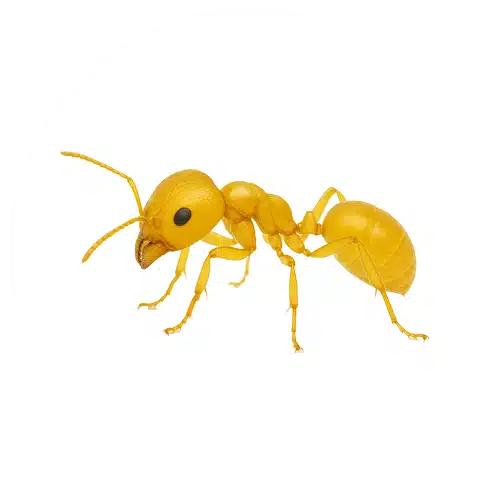 Citronella Ant Citronella Ant