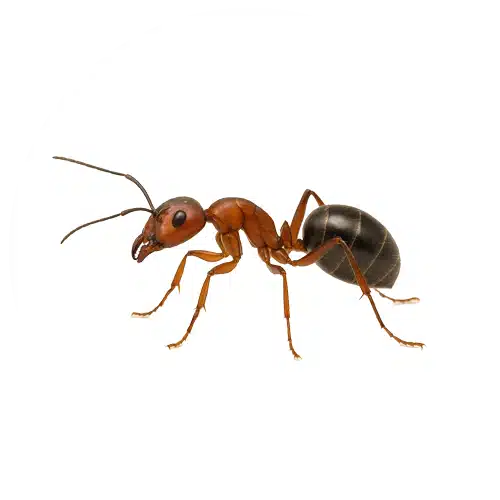 Crazy Ant Crazy Ant