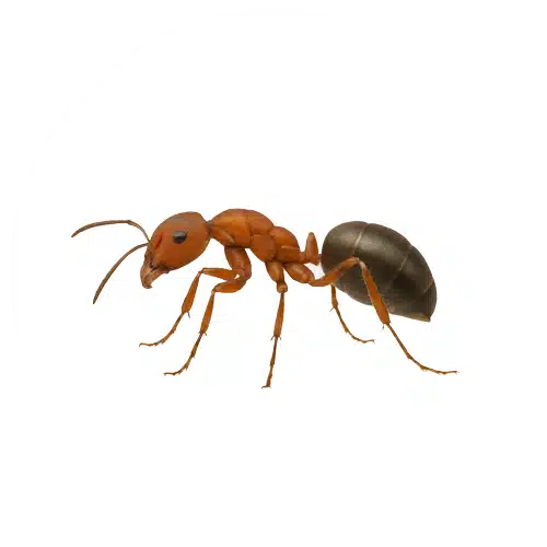 Field Ant Field Ant