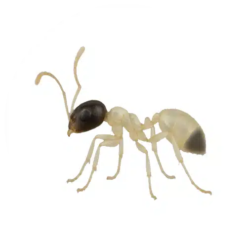 Ghost Ant Ghost Ant