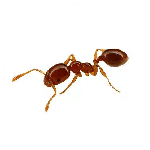 Grease Ant Grease Ant