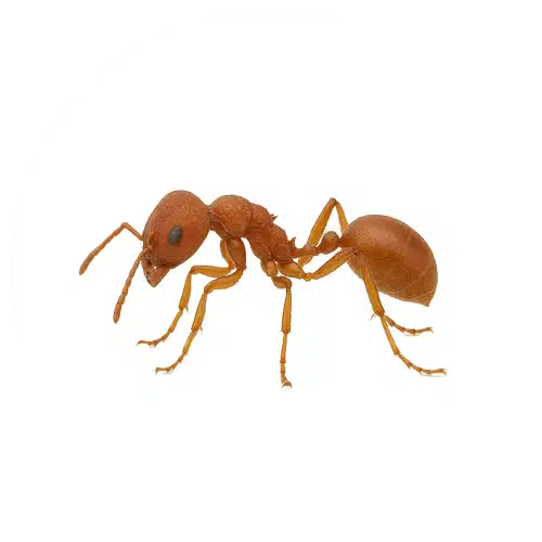 Harvester Ant Harvester Ant