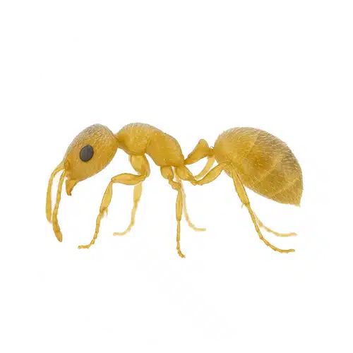 High Noon Ant High Noon Ant