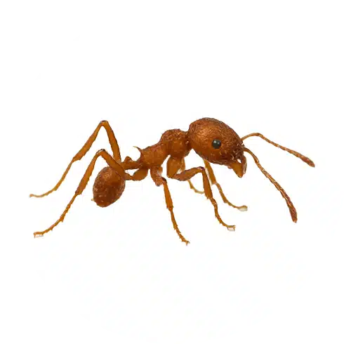 Leafcutter Ant Leafcutter Ant