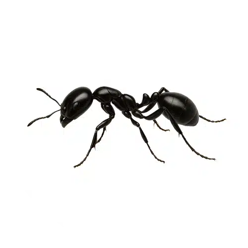 Little Black Ant Little Black Ant