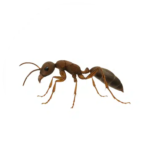 Elongate Mexican Twig Ant Elongate Mexican Twig Ant