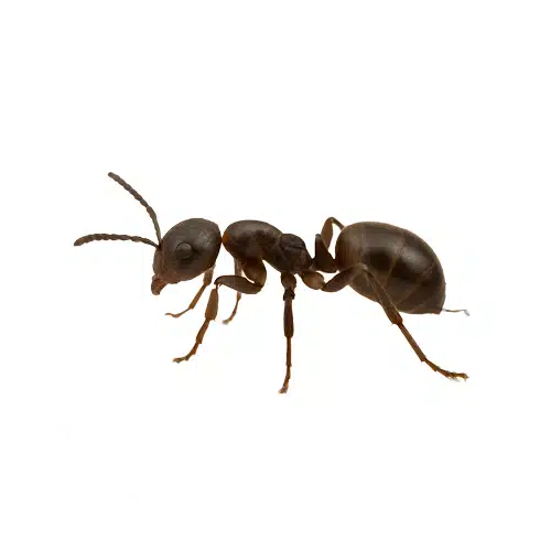 Moisture Ant Moisture Ant