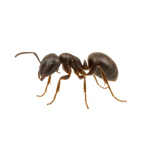 Odorous Ant Odorous Ant