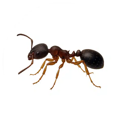 Pavement Ant Pavement Ant