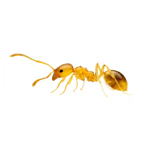 Pharaoh Ant Pharaoh Ant