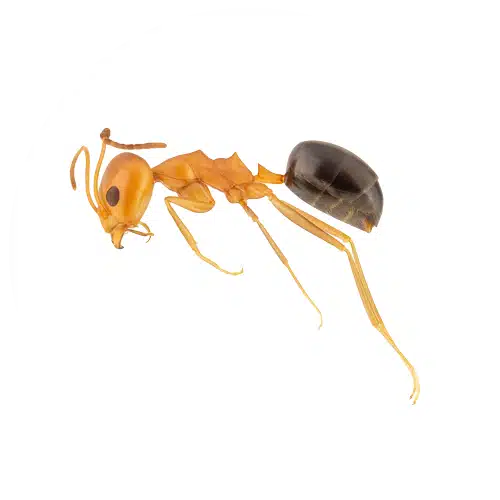 Pyramid Ant Pyramid Ant