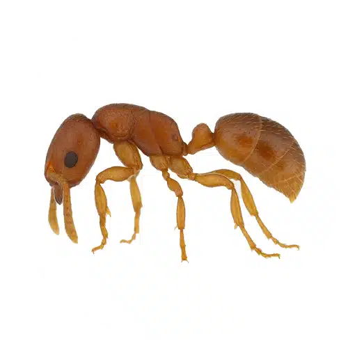 Roger's Ant Roger's Ant