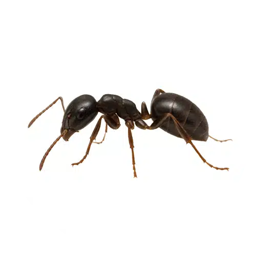 Rover Ant Rover Ant