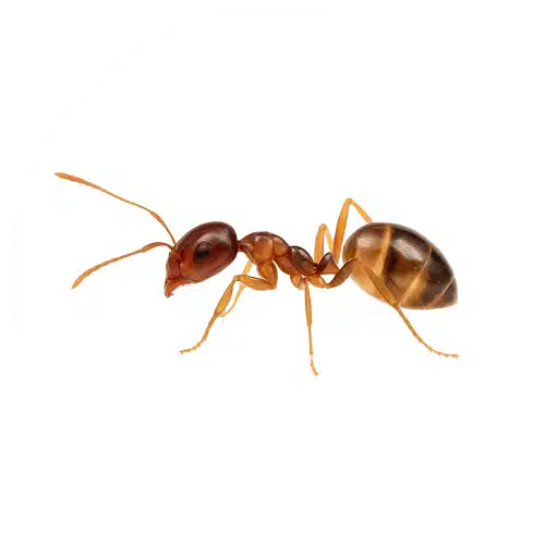 Small Honey Ant Small Honey Ant