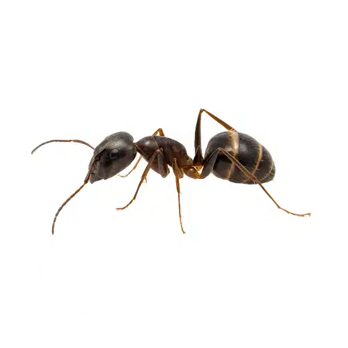 Sugar Ant Sugar Ant