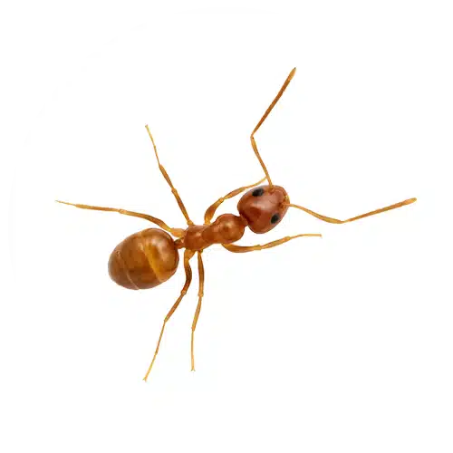 Tawny Crazy Ant Tawny Crazy Ant