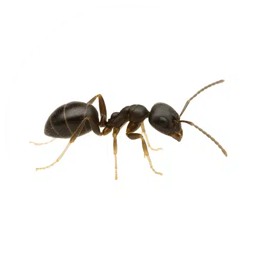 White-Footed-Ant White-Footed-Ant